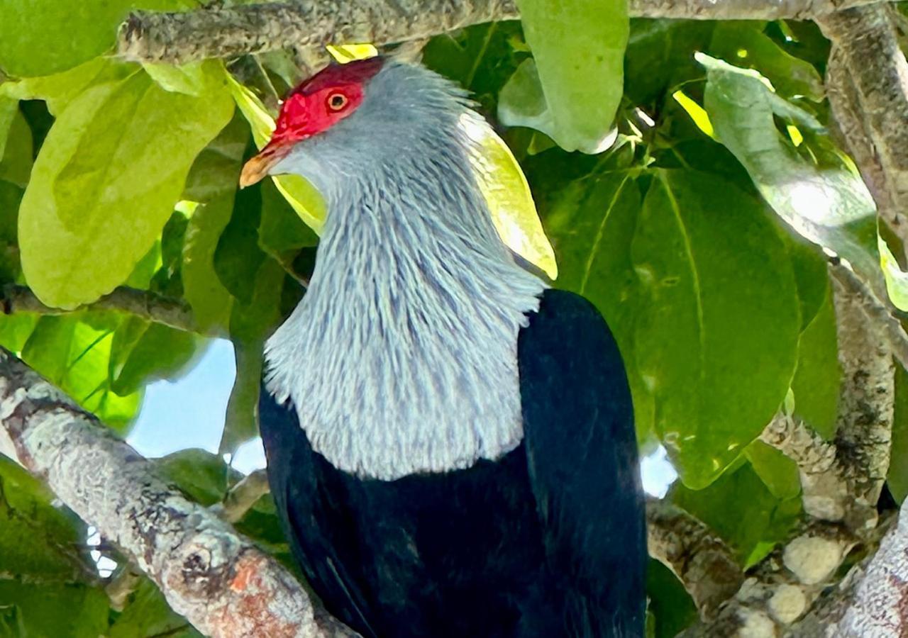 Chateau De Feuilles & Spa - Praslin Island Baie Sainte Anne Eksteriør billede